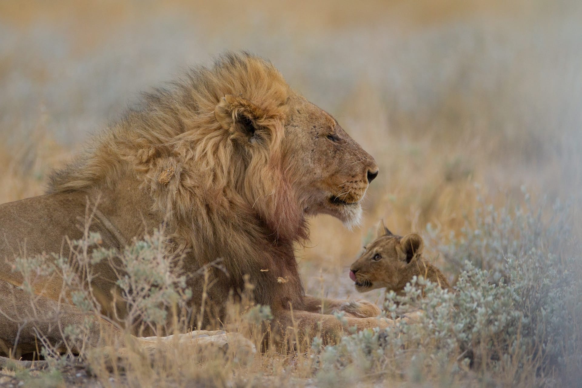 Magnificent lion and his baby resting among the plants in the middle of a field