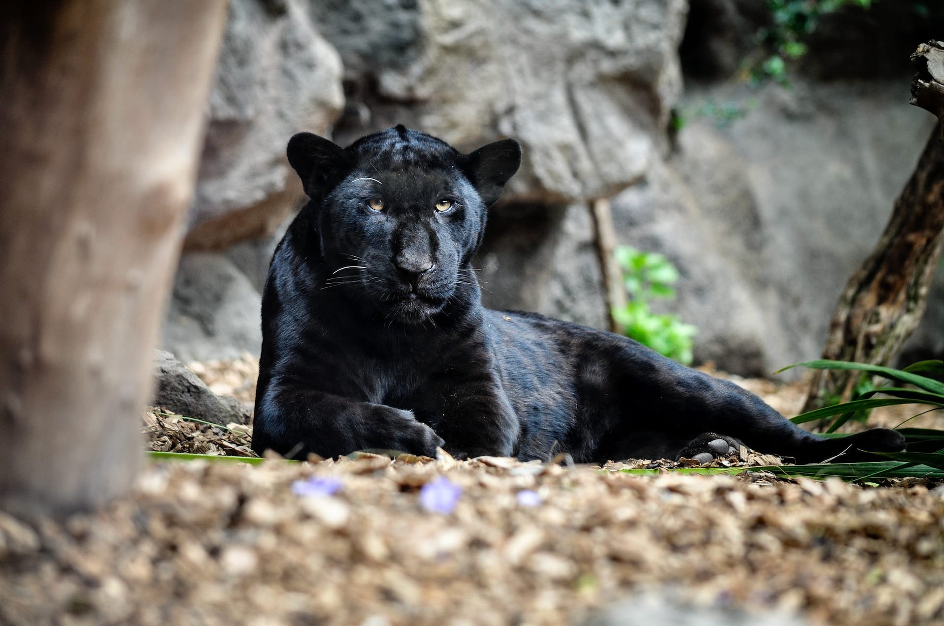 Black panther lying on the ground and looking.
