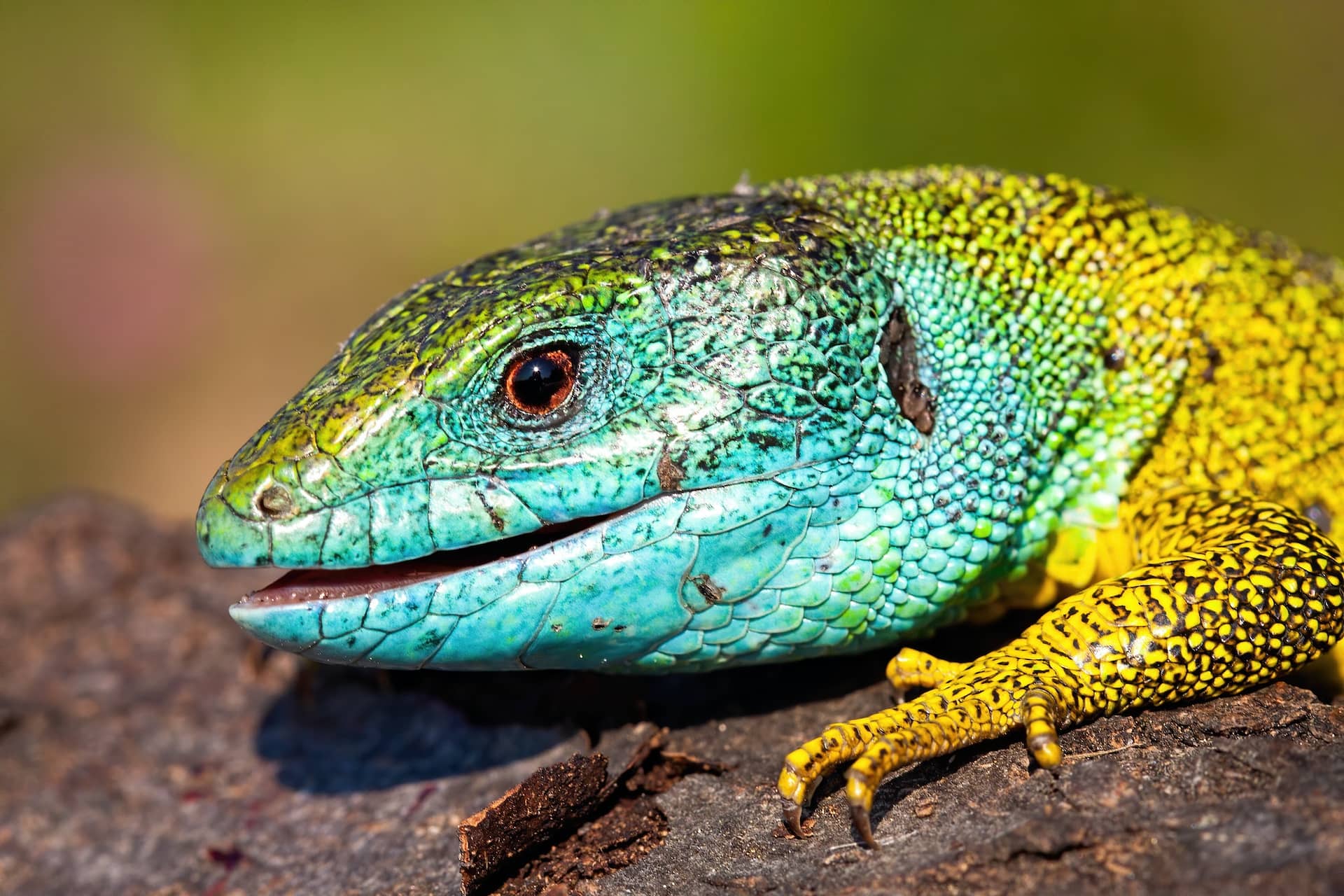 Detail of head and leg of a European green lizard, lacerta viridis