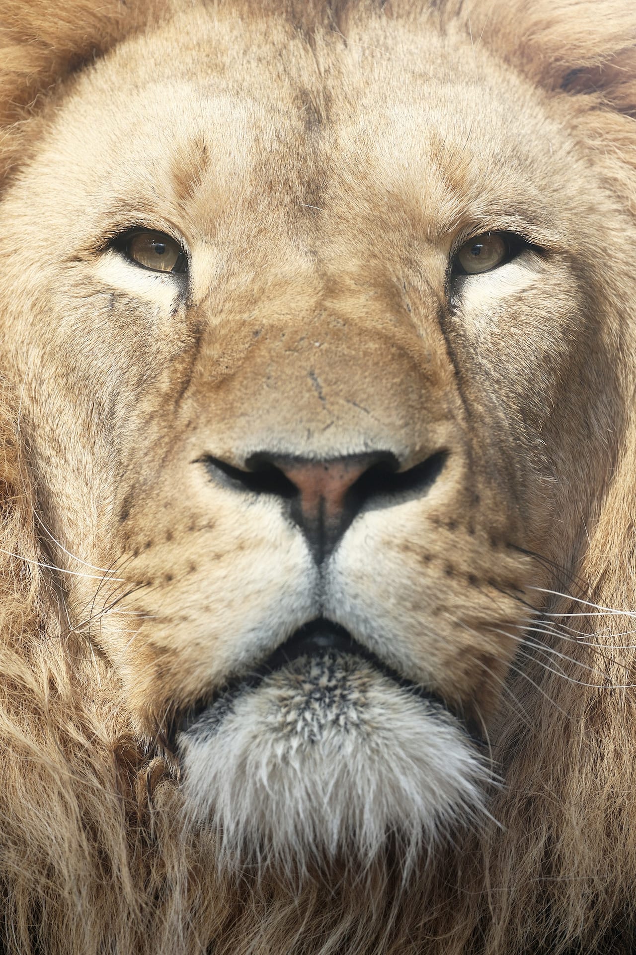 Lion (Panthera Leo) closeup portrait, lush mane.